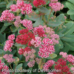 Sedum Abbey Dore - Bloom