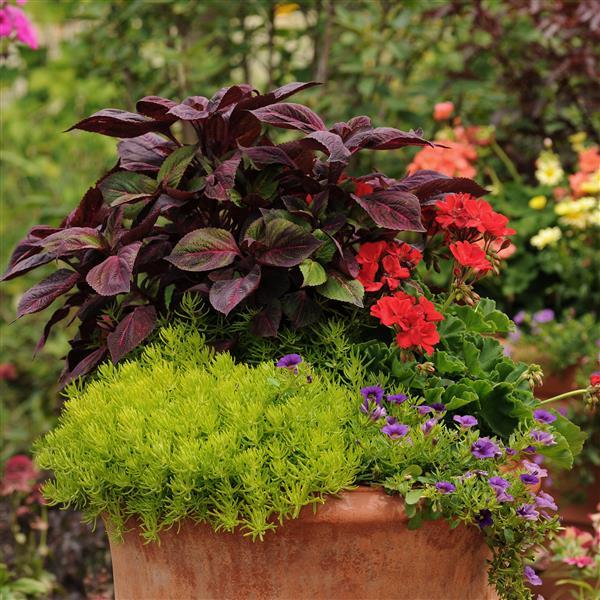 Sedum Other Lemon Ball - Container