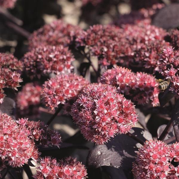 Sedum Jose Aubergine - Bloom
