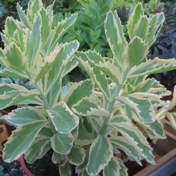 Sedum Autumn Charm - Bloom