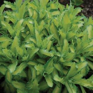 Sedum Autumn Delight - Bloom