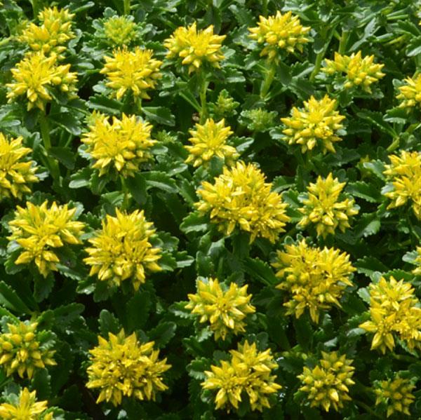 Sedum kamtschaticum Little Miss Sunshine - Bloom