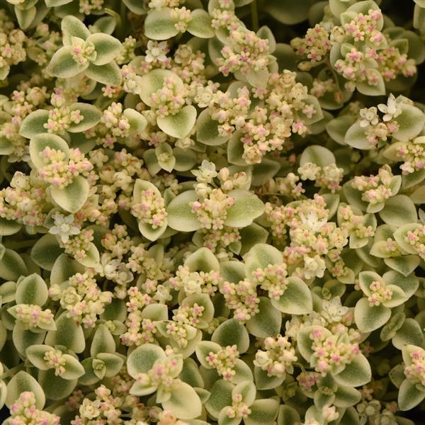 Sedum Little Shimmer - Bloom