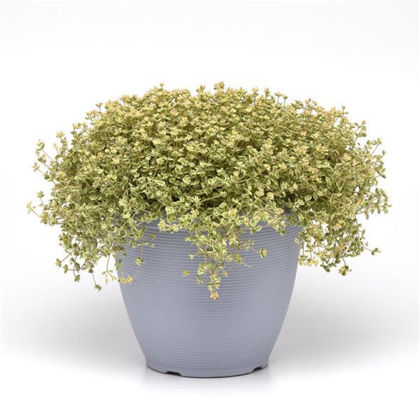 Sedum Other Little Shimmer - Container