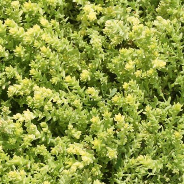 Sedum Little Glow - Bloom