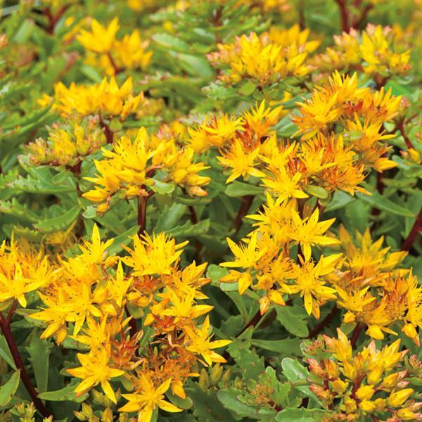 Sedum Brite Gold - Bloom