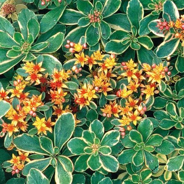 Sedum FloriSol - Bloom