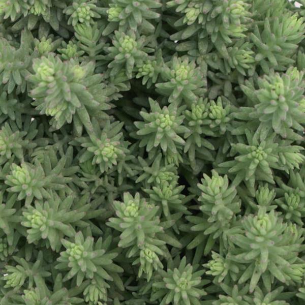 Sedum Blue Surge - Bloom