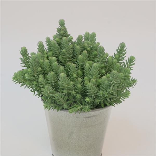 Sedum Other Blue Surge - Container