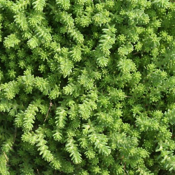 Sedum Green Citrine - Bloom