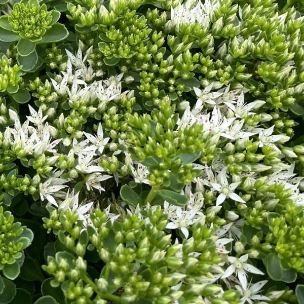 Sedum Brite White - Bloom