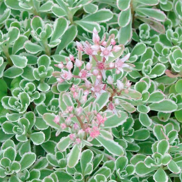 Sedum FloriLuna - Bloom