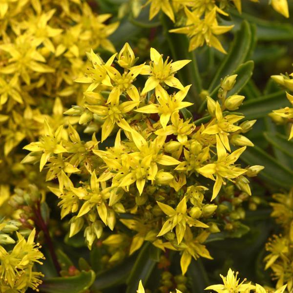 Sedum Lemon Sparkle - Bloom