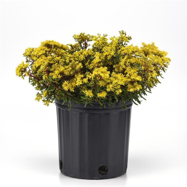 Sedum Other Lemon Sparkle - Container