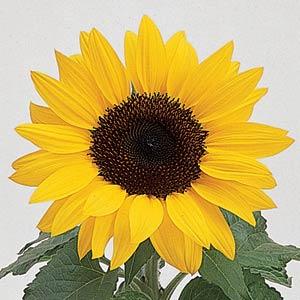 Sunflower Ballad - Bloom