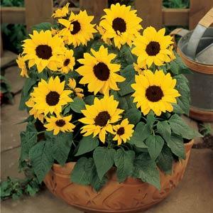 Sunflower Other Ballad - Container