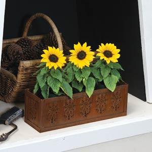 Sunflower Other Ballad - Displays