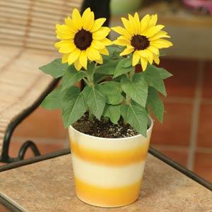 Sunflower Other Ballad - Garden