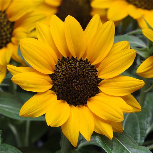 Sunflower Other Miss Sunshine - Bloom