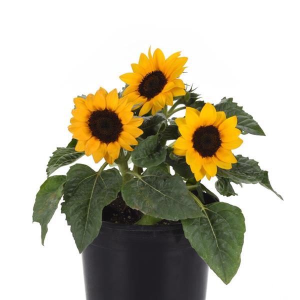Sunflower Other Miss Sunshine - Container