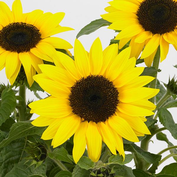 Sunflower SunBuzz - Bloom