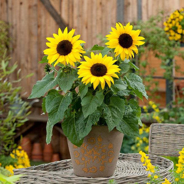 Sunflower Other SunBuzz - Container