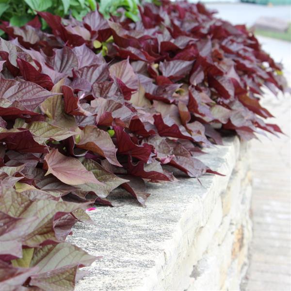 PLANT NAME Landscape