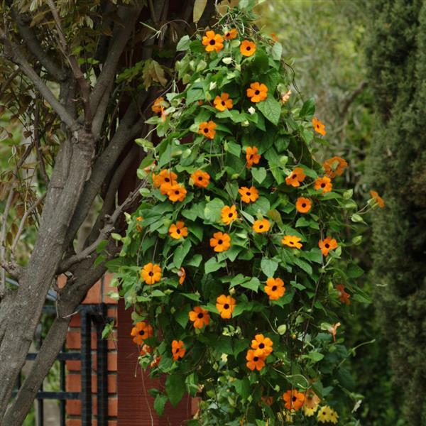 PLANT NAME Basket