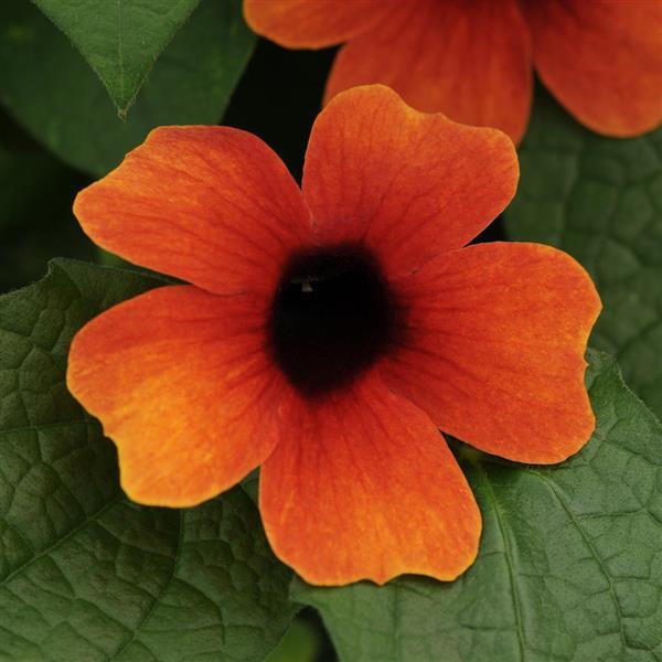 PLANT NAME Bloom