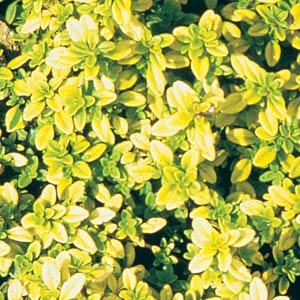 Thyme Golden - Bloom