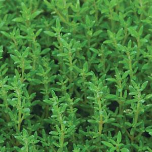 Thyme Summer - Bloom