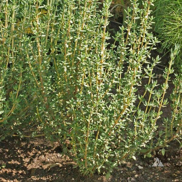 Thyme Winter - Bloom