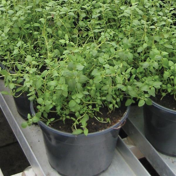 Thyme Other Winter - Container