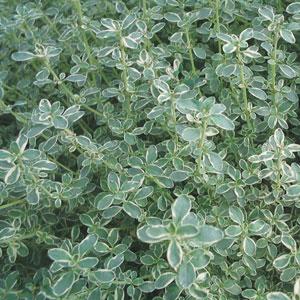 Thyme Hi-Ho Silver - Bloom