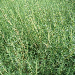 Thyme Orange Scented - Bloom