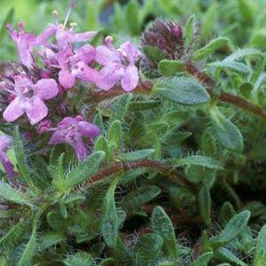 Thyme Bressingham - Bloom