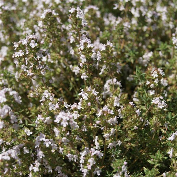 Thyme Other Orangelo - Bloom