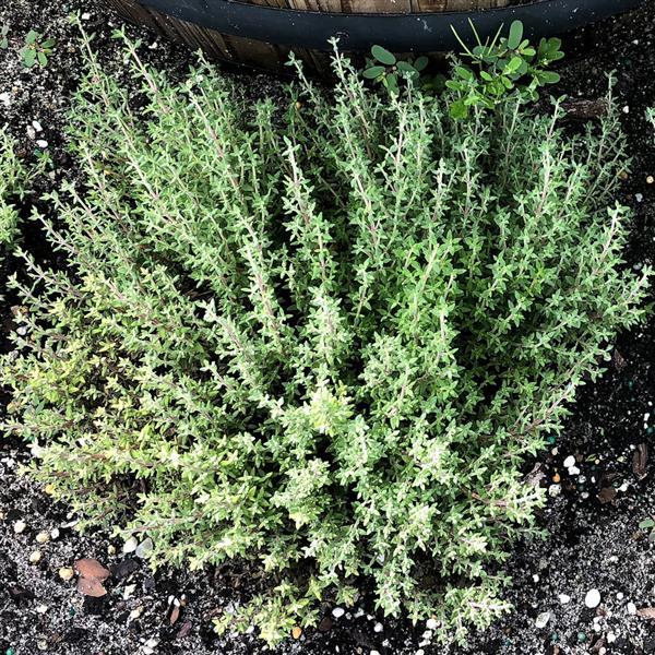 Thyme Other Orangelo - Garden