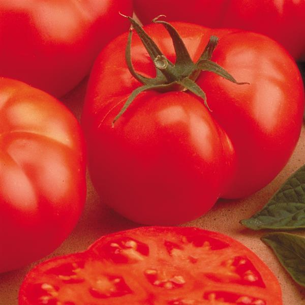 Tomato Beefmaster - Bloom
