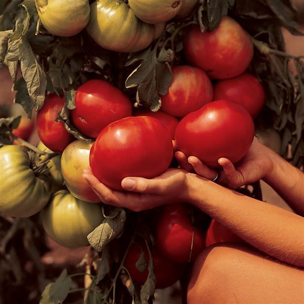 Tomato Other Beefmaster - Container