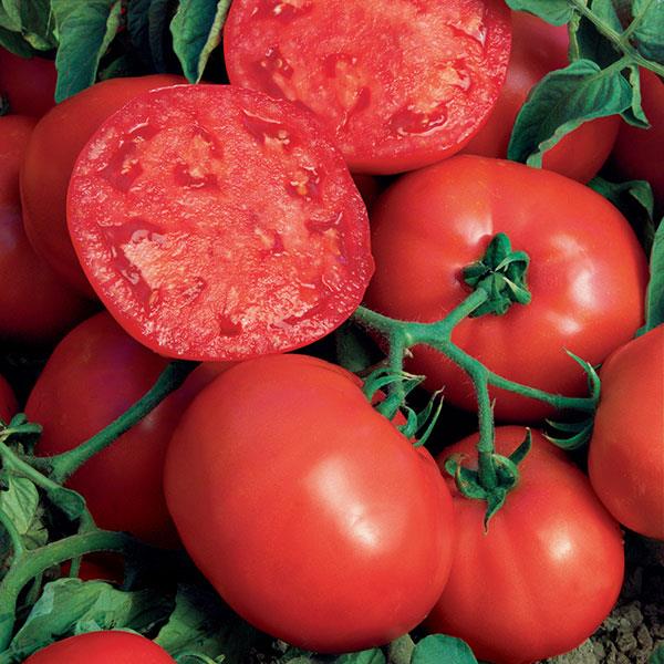 Tomato Beefsteak - Bloom