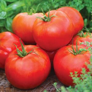 Tomato Big Daddy - Bloom