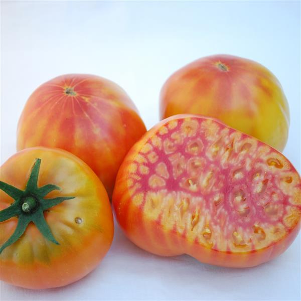 Tomato Mr. Stripey - Bloom