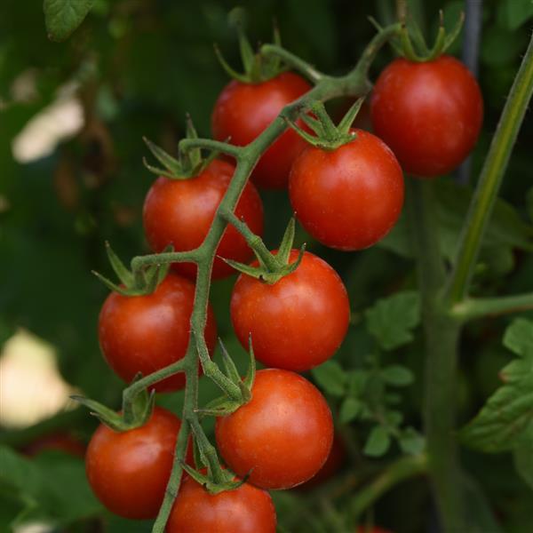 Tomato Artemis - Bloom