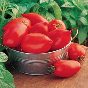 Tomato Other Big Mama - Container