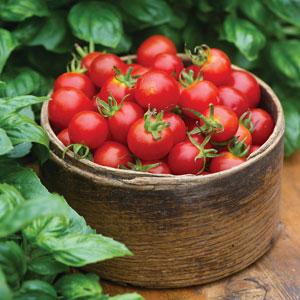 Tomato Baby Boomer - Bloom