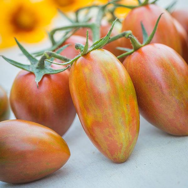 Tomato Shimmer - Bloom