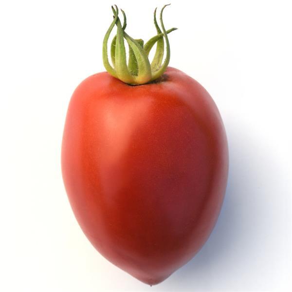 Tomato Amish Paste - Bloom