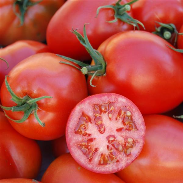 Tomato Other Amish Paste - Container
