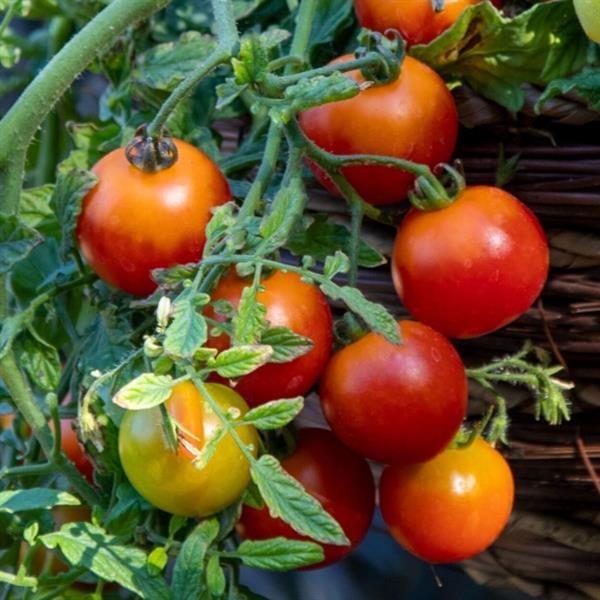 Tomato Cherry Blast - Bloom